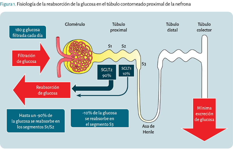 Fisiología de la reabsorción de la glucosa en el túbulo contorneado proximal de la nefrona